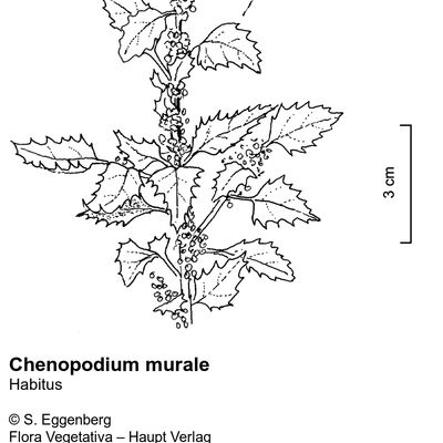 Chenopodium murale L., © 2022, Stefan Eggenberg – Flora Vegetativa © Haupt Verlag
