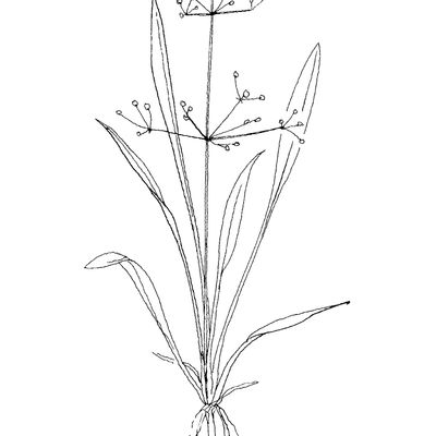 Alisma lanceolatum With., © 2022, Stefan Eggenberg – Flora Helvetica – Haupt Verlag