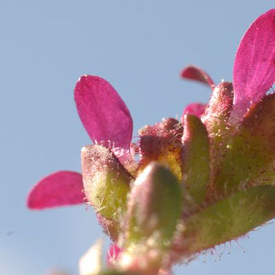 Saxifraga biflora All., © 2007, Beat Bäumler – Griespass (VS)
