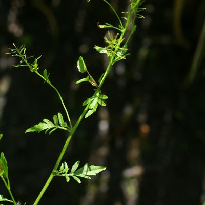 Rorippa ×anceps (Wahlenb.) Rchb., © Copyright Christophe Bornand