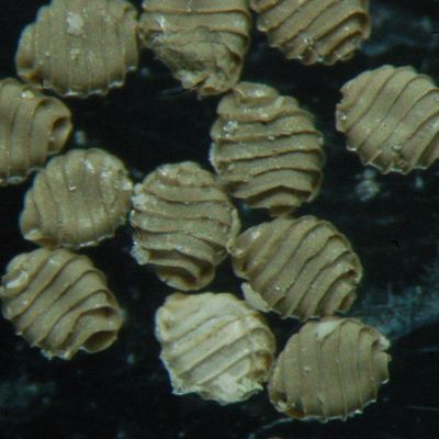 Nitella hyalina (DC.) C. Agardh, © 2011, D. Auderset Joye – Les oospores de Nitella hyalina ont 6 à 8 crêtes ailées et deviennent plus ou moins dorées-nacrées en séchant indiquant le caractère spongieux de leur membrane.