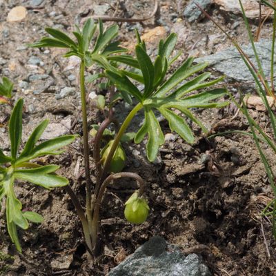 Viola pinnata L., © Copyright 2018 Michael Jutzi
 – Zermatt VS