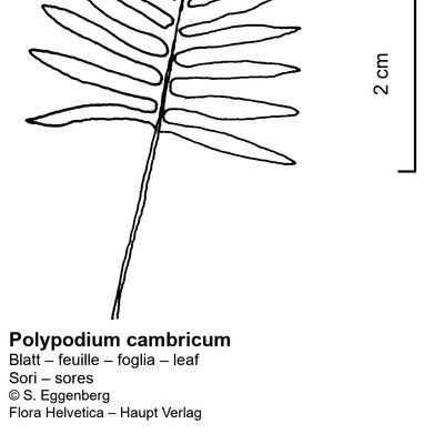 Polypodium cambricum L., © 2022, Stefan Eggenberg – Flora Vegetativa - Haupt Verlag