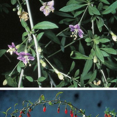 Lycium barbarum L., © 2022, Konrad Lauber – Flora Helvetica – Haupt Verlag