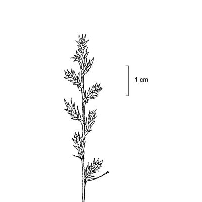 Carex elongata L., 7 January 2021, © 2022, Stefan Eggenberg – Flora Vegetativa - Haupt Verlag