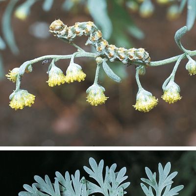 Artemisia absinthium L., © 2022, Konrad Lauber – Flora Helvetica – Haupt Verlag