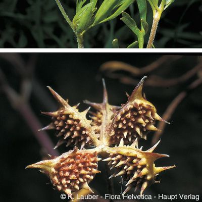 Ranunculus arvensis L., © 2022, Konrad Lauber – Flora Helvetica – Haupt Verlag