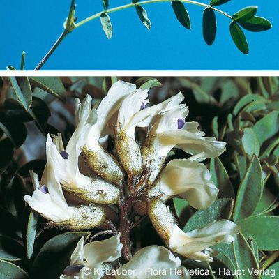 Astragalus australis (L.) Lam., © 2022, Konrad Lauber – Flora Helvetica – Haupt Verlag