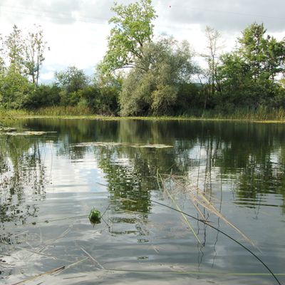 Chara hispida L., 15 August 2011, © 2011, A. Boissezon – Chara hispida forme des tapis denses dans cet étang connecté à la nappe de l'Alte Aare (Worben, CH-Be).
