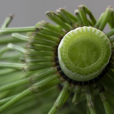 Equisetum telmateia Ehrh., 21 June 2019, © Copyright Françoise Alsaker