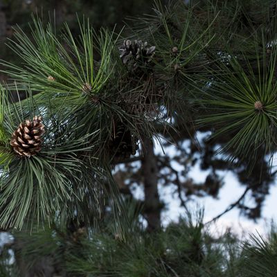Pinus nigra J. F. Arnold, 2 April 2017, © Copyright Françoise Alsaker – Pinaceae