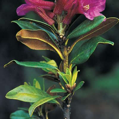 Rhododendron ferrugineum L., © 2022, Konrad Lauber – Flora Helvetica – Haupt Verlag