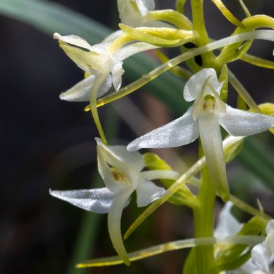 Platanthera bifolia (L.) Rich., 29 March 2022, © Copyright Françoise Alsaker – Orchideaceae