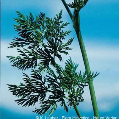 Ligusticum mutellina (L.) Crantz, © 2022, Konrad Lauber – Flora Helvetica – Haupt Verlag