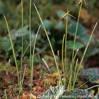 Carex pauciflora Lightf., © 2022, Konrad Lauber – Flora Helvetica – Haupt Verlag
