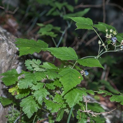 Rubus caesius L., 21 August 2016, © Copyright Françoise Alsaker – Rosaceae