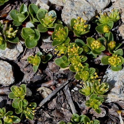 Salix serpillifolia Scop., © 2022, Hugh Knott – Zermatt