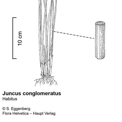 Juncus conglomeratus L., © 2022, Stefan Eggenberg – Flora Vegetativa - Haupt Verlag
