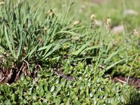 4/6 - © 2013, Patrice Prunier – IV.1.1.1.4 - Salici herbaceae-Caricetum lachenalii, Baracon Berninapass CH-Gr