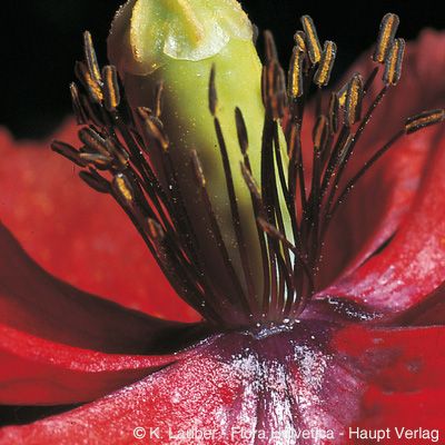 Papaver dubium L. subsp. dubium, © 2022, Konrad Lauber – Flora Helvetica – Haupt Verlag