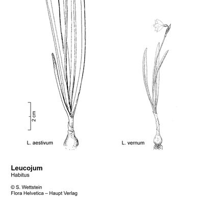 Leucojum vernum L., 7 January 2021, © 2022, Stefan Eggenberg – Flora Vegetativa - Haupt Verlag