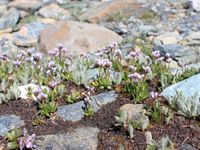1/4 - © 2013, Patrice Prunier – IV.1.2.1.3 - Arabidetum caeruleae, Trockener Steg Zermatt CH-Vs