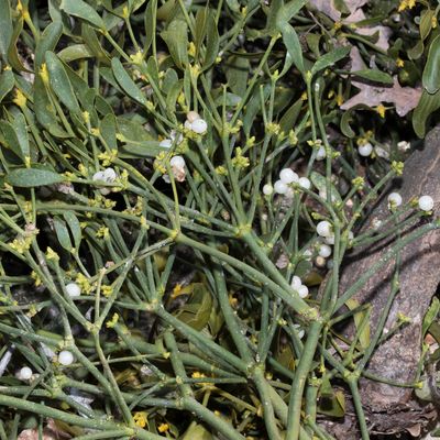 Viscum album L. subsp. album, 27 February 2018 – Santalaceae