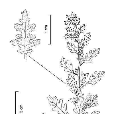 Chenopodium botrys L., © 2022, Stefan Eggenberg – Flora Vegetativa © Haupt Verlag
