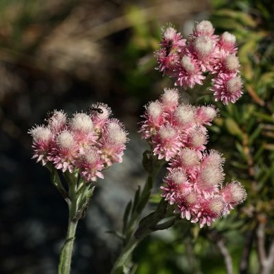 Antennaria dioica (L.) Gaertn., © 2022, Hugh Knott – Zermatt