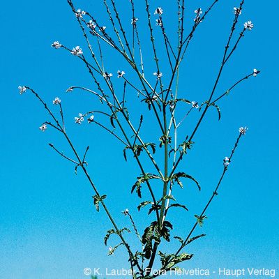 Verbena officinalis L., © 2022, Konrad Lauber – Flora Helvetica – Haupt Verlag