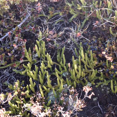 Lycopodium clavatum subsp. monostachyon (Grev. & Hook.) Selander, © 2022, Philippe Juillerat – Simplon