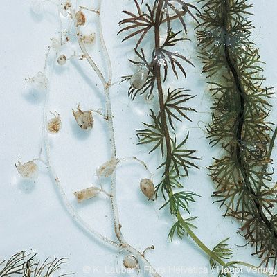 Utricularia intermedia aggr., © 2022, Konrad Lauber – Flora Helvetica – Haupt Verlag