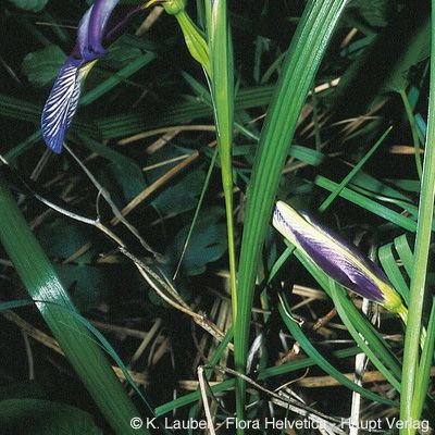 Iris graminea L., © 2022, Konrad Lauber – Flora Helvetica – Haupt Verlag