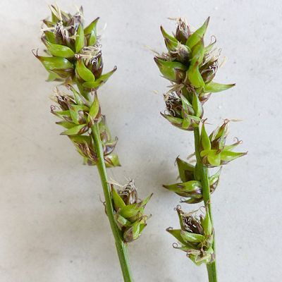 Carex pairae F. W. Schultz, 7 January 2015, © 2013, Peter Bolliger – Ausserberg