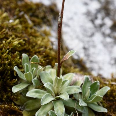 Saxifraga hostii Tausch subsp. hostii, © 2022, Philippe Juillerat – Burg in Leimental