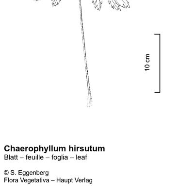 Chaerophyllum hirsutum L., © 2022, Stefan Eggenberg – Flora Vegetativa © Haupt Verlag