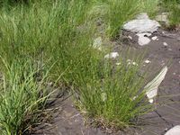 8/8 - © 2014, Patrice Prunier – II.2.2.1.7 - Violo palustris-Juncetum filiformis, San bernardino CH-Gr