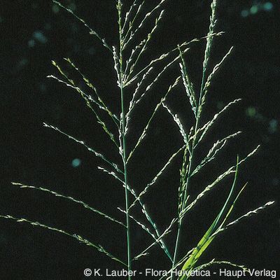 Molinia arundinacea Schrank, © 2022, Konrad Lauber – Flora Helvetica – Haupt Verlag