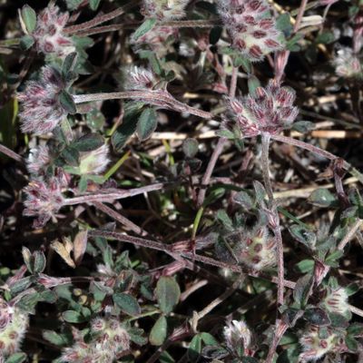 Trifolium saxatile All., © 2022, Hugh Knott – Zermatt