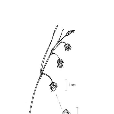 Carex paupercula Michx., 7 January 2021, © 2022, Stefan Eggenberg – Flora Vegetativa - Haupt Verlag