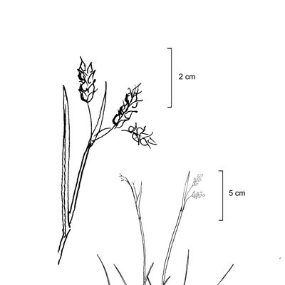 Carex capillaris L., 7 January 2021, © 2022, Sacha Wettstein – Flora Vegetativa - Haupt Verlag