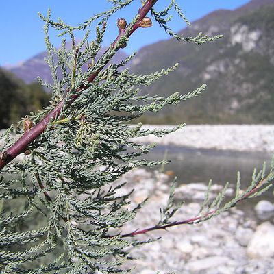 Myricaria germanica (L.) Desv., © 2005, Peter Bolliger – Maggia