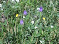 8/9 - © 2013, Patrice Prunier – IV.3.2.1.1 - Polygalo vulgaris-Poetum variegatae, Riffelalp Zermatt CH-Vs