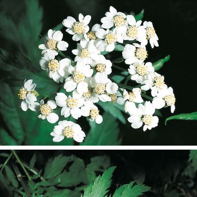 Achillea macrophylla L., © 2022, Konrad Lauber – Flora Helvetica – Haupt Verlag