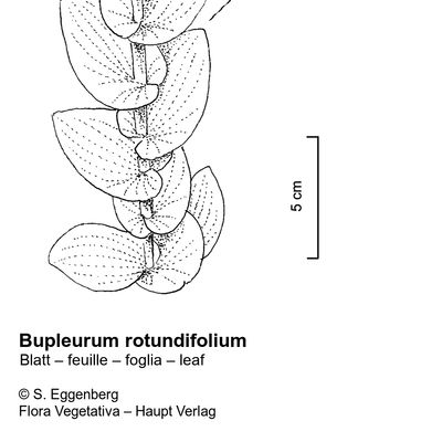 Bupleurum rotundifolium L., 12 January 2023, © 2022, Stefan Eggenberg – Flora Vegetativa © Haupt Verlag