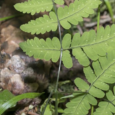 Gymnocarpium dryopteris (L.) Newman, 29 June 2018, © Copyright Françoise Alsaker