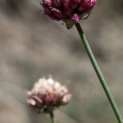 Allium sphaerocephalon L., © 2022, Hugh Knott – Zermatt