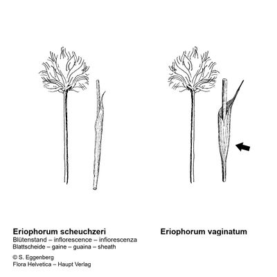 Eriophorum vaginatum L., © 2022, Stefan Eggenberg – Flora Vegetativa - Haupt Verlag