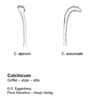 Colchicum autumnale L., 7 January 2021, © 2022, Stefan Eggenberg – Flora Helvetica – Haupt Verlag, comparison figure