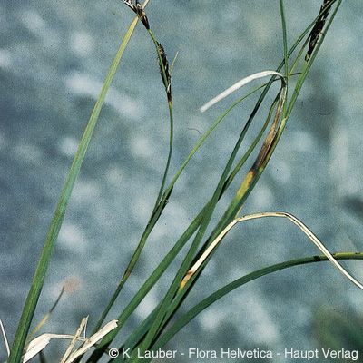 Carex fimbriata Schkuhr, © 2022, Konrad Lauber – Flora Helvetica – Haupt Verlag